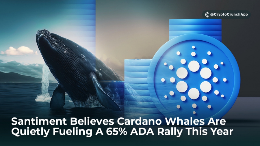 نهنگ های کاردانو بی سر و صدا در یک رالى افزايش قيمتى 65٪ کاردانو قرار گرفته اند!