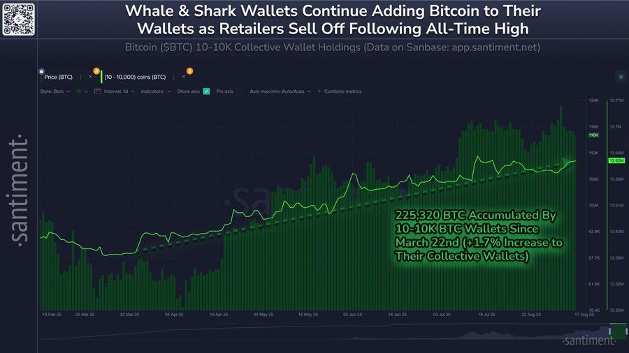 انباشت گسترده بیت‌کوین توسط نهنگ‌ها