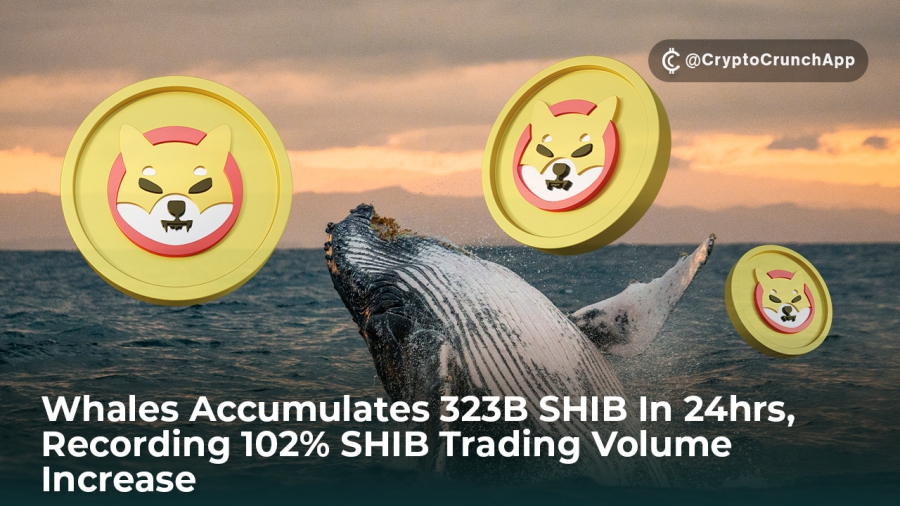 نهنگ های شیبا 3 میلیون دلار شیبا را در 24 ساعت گذشته جمع آوری کرده اند!