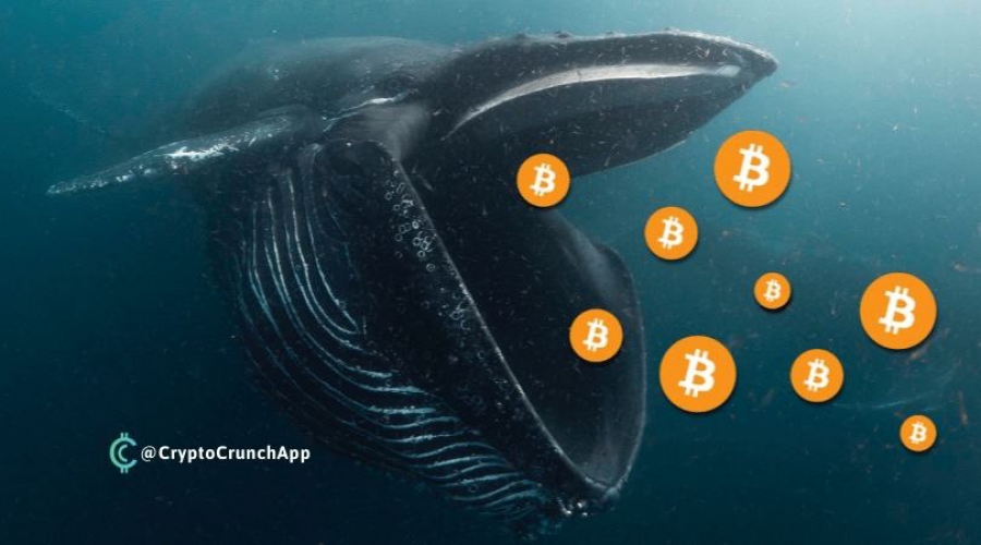 نهنگ های بیتکوین در حال افزایش هستند.