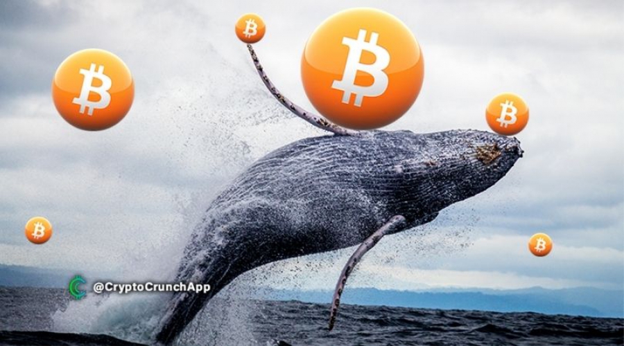 به گفته Chainalysis نهنگ های بیت کوین 2.85 میلیارد دلار بیت کوین خریداری کرده اند!