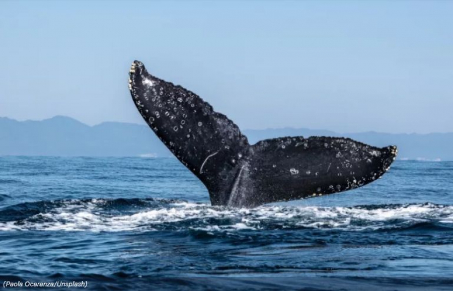 ميزان بيت كوين هاى هولد شده توسط نهنگ‌ها به بالاترین سطح خود در ۲ ماه اخیر رسيد!