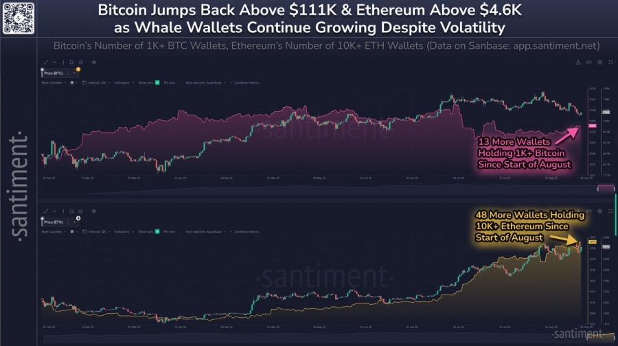 افزایش فعالیت نهنگ‌ها در بازار کریپتو