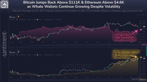 افزایش فعالیت نهنگ‌ها در بازار کریپتو